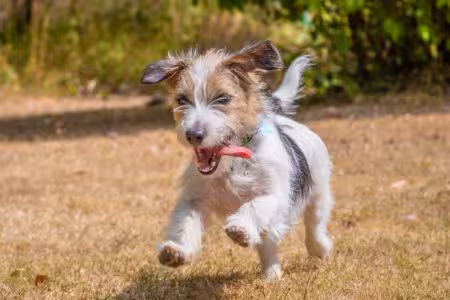 Jack Russell puppy running
