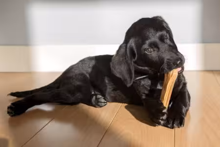 Labrador puppy chewing on treat