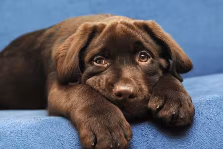 Labrador puppy on the sofa