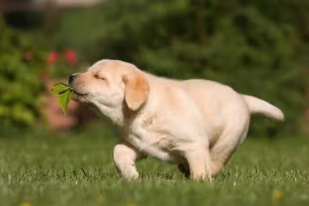 Labrador puppy playing