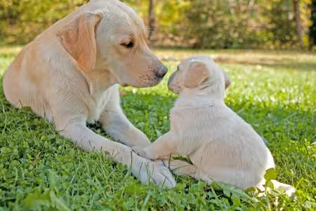 Labrador puppy with mum