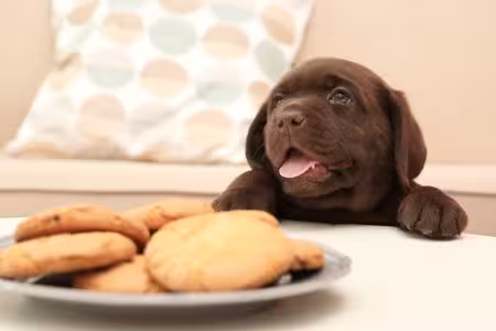 Labrador puppy trying to get treats