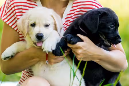 Two Labrador puppies being held