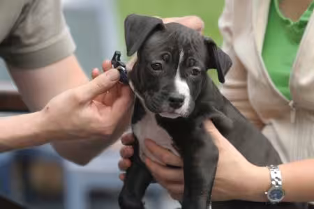 Staffie puppy being held