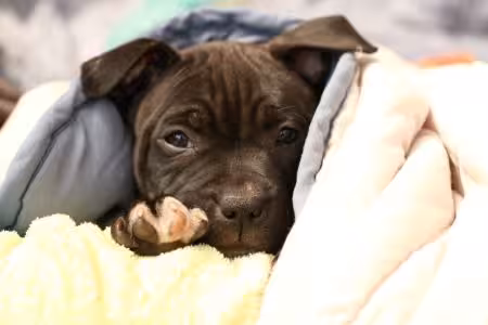 Staffie puppy in blanket