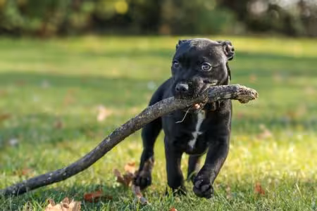 Staffie puppy with large stick