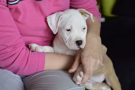 Staffie puppy won owner's lap