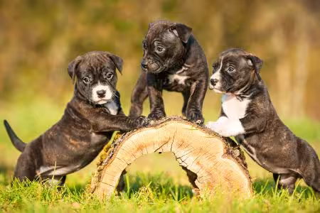Three Staffie puppies