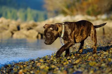 Staffie puppy on water's edge