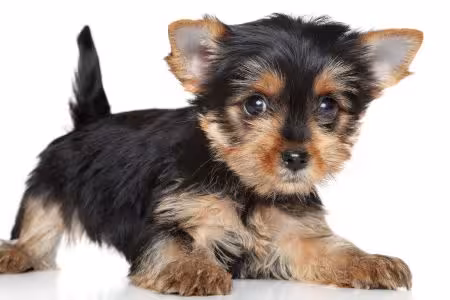 Yorkie puppy