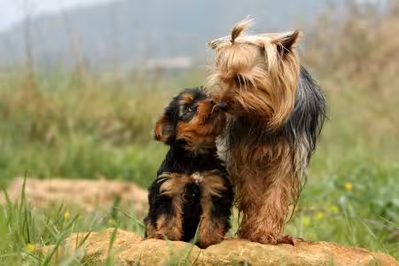 Yorkie puppy with mum