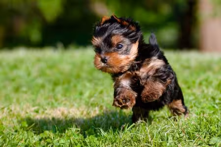 Yorkie puppy running in field