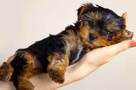 Yorkie puppy dozing on owner's arm