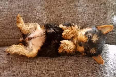 Yorkie puppy lying on sofa