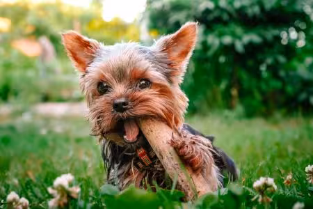 Yorkie puppy chewing on large treat