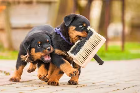 Two puppies play-fighting