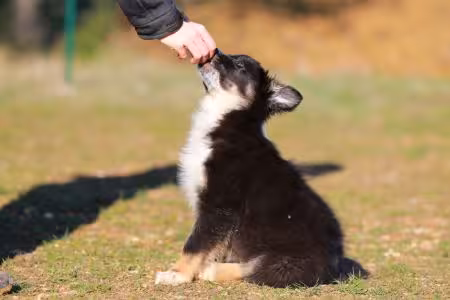 Puppy being given a treat