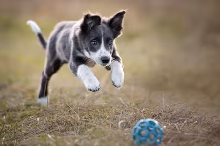 Puppy chasing a ball