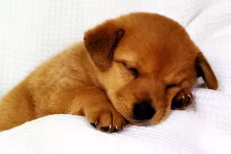 Puppy asleep while being cuddled