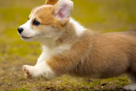 Puppy running